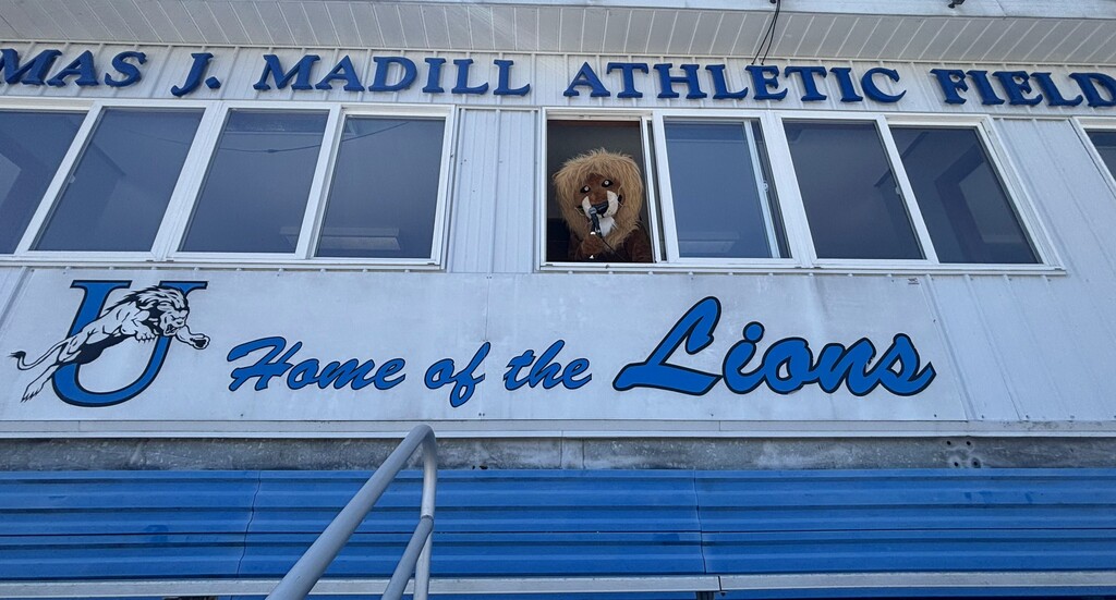 Lion in Press Box