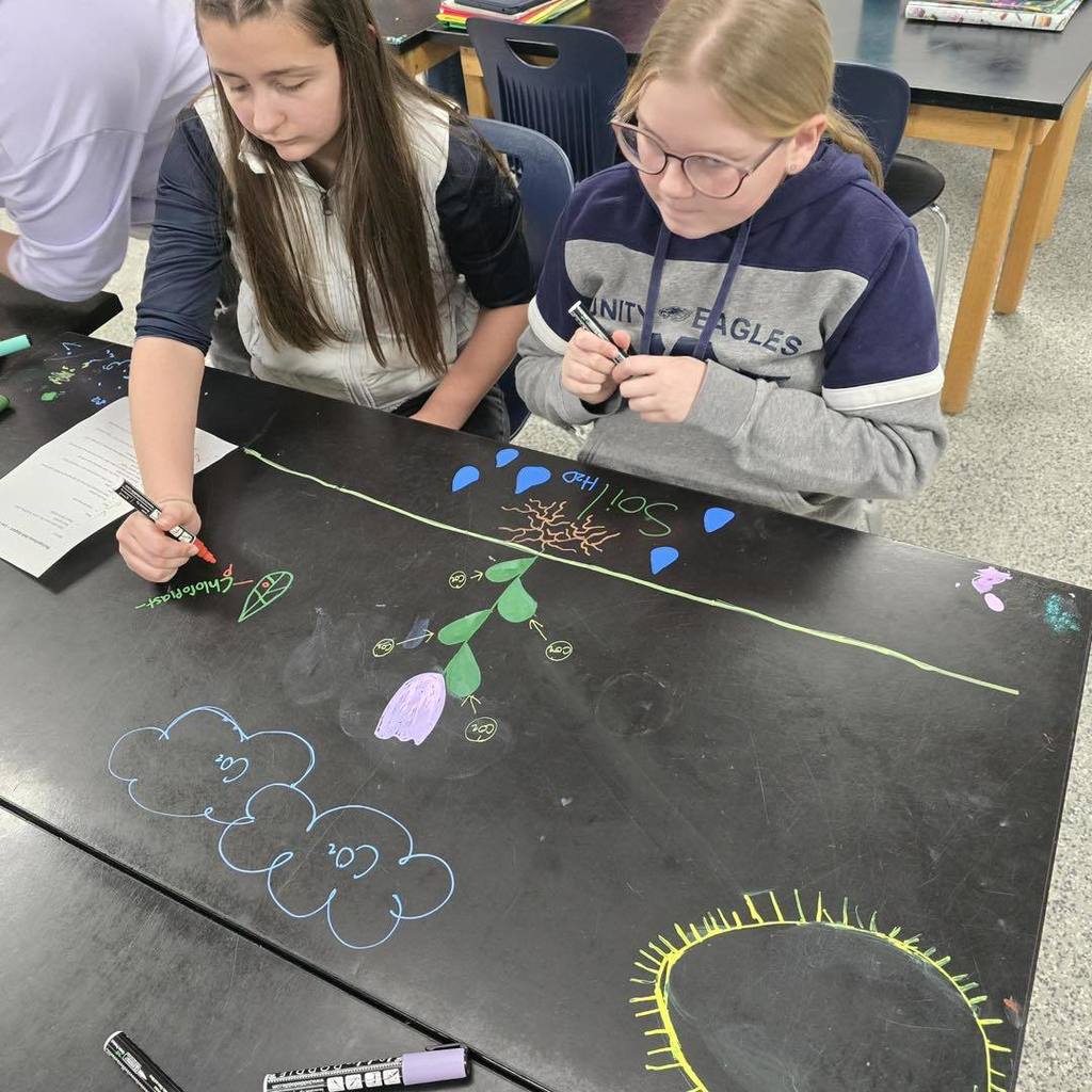 picture of 7th grade science  students the drawing photosynthesis cycle on the black science tables using chalk markers