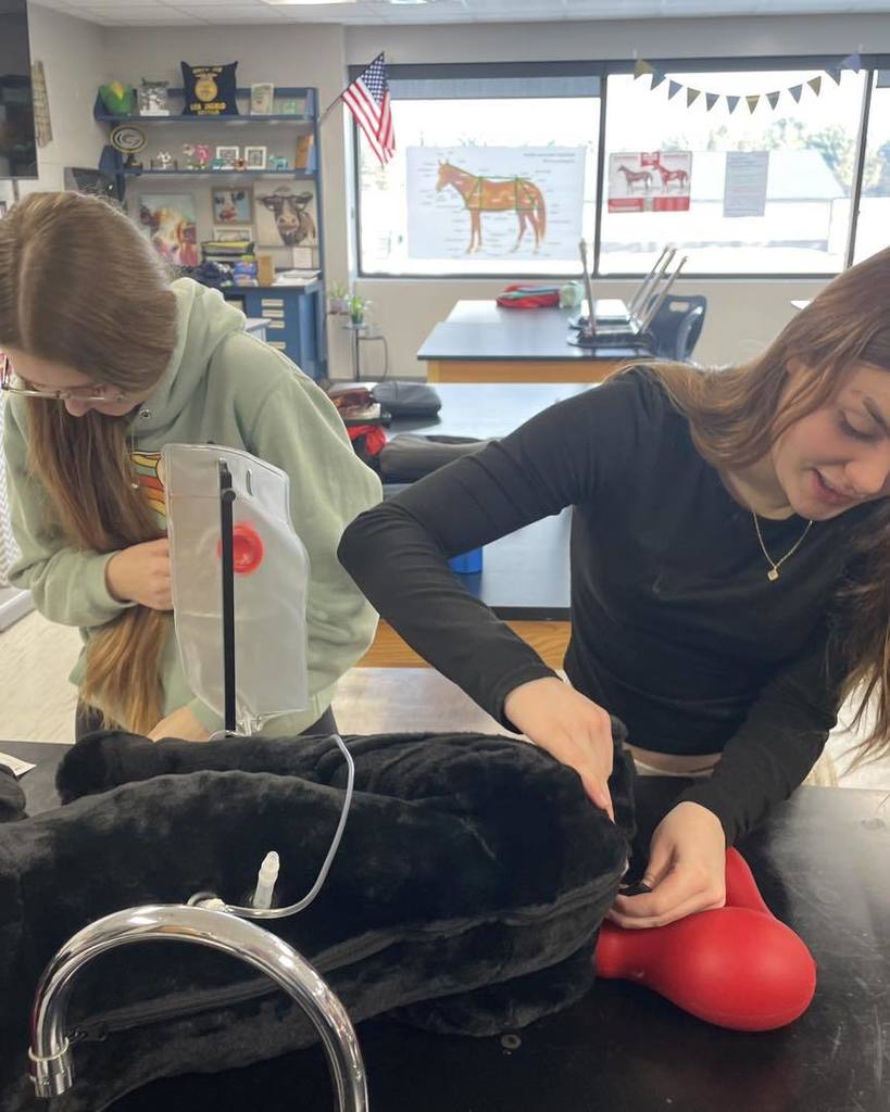 Two high school students working at a lab table, practicing the process of inserting and removing a catheter on a black dog model. One student holds a medical tube while the other assists with the model.