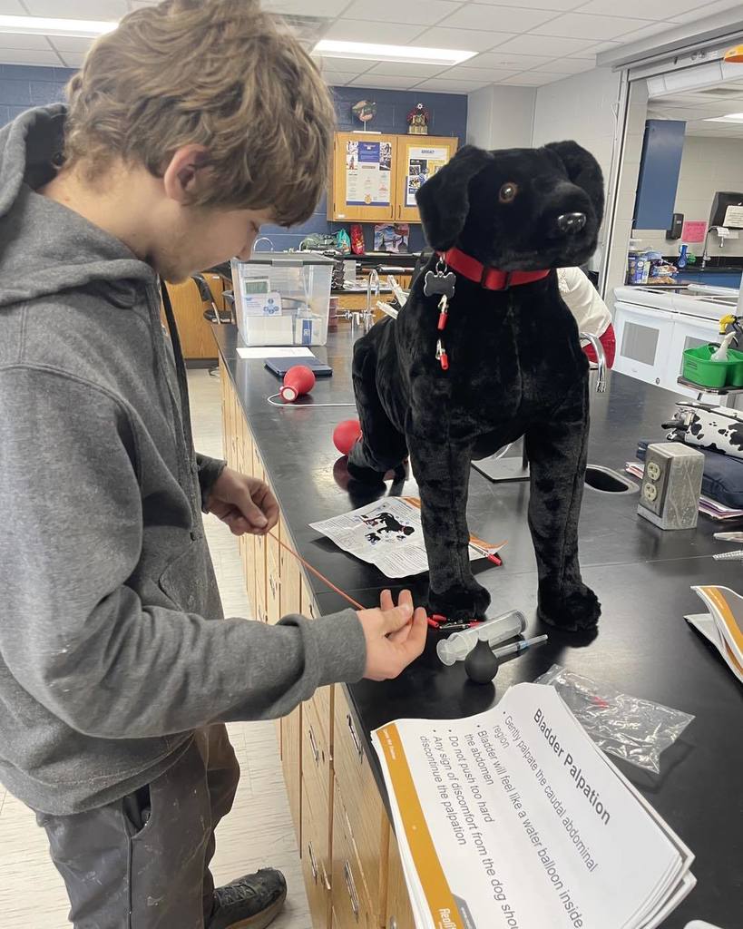 A high school student at a science lab station practicing bladder palpation on a black dog model. The student is following a printed instructional guide titled 'Bladder Palpation' while carefully feeling the model’s abdomen.