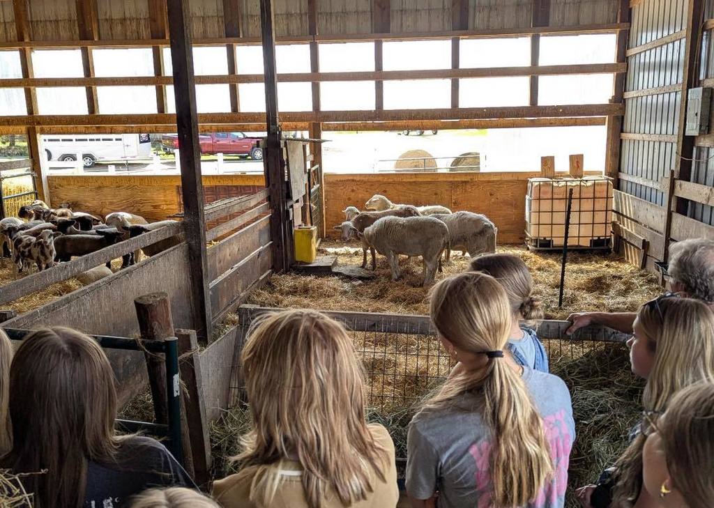 From behind, a group of students watches a pen of sheep inside a rustic wooden barn at Petzel Sheep Farm. The barn has open slats allowing sunlight to filter through, and a white trailer and red truck are visible in the background through the barn opening.