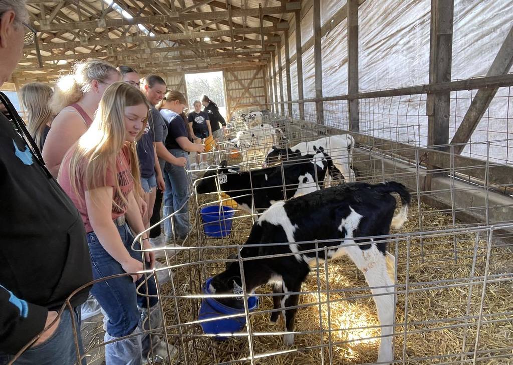 A row of Unity students standing along a wire fence in a barn, looking at several black and white Holstein calves in individual pens. The calves are standing on straw bedding, and the students are observing them closely during their tour of the dairy facility.