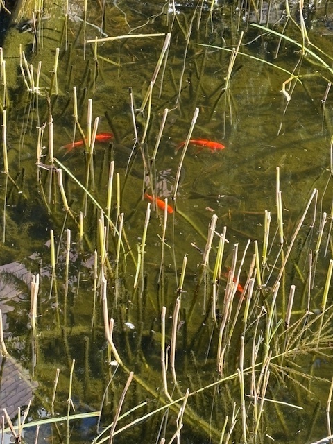 Koi Pond