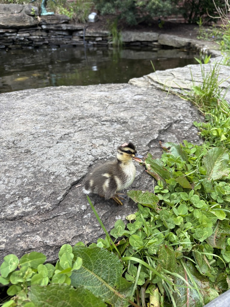duckling