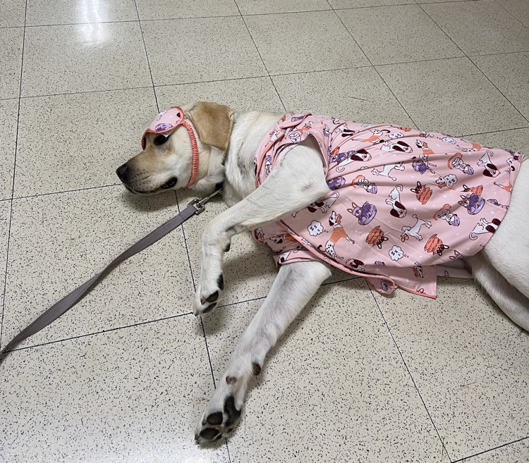 dog in pjs