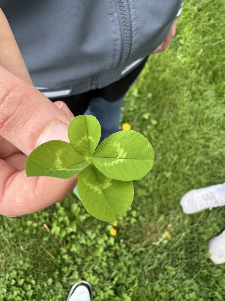 4 leaf 