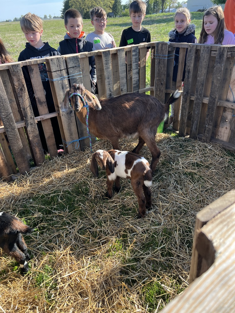 goats
