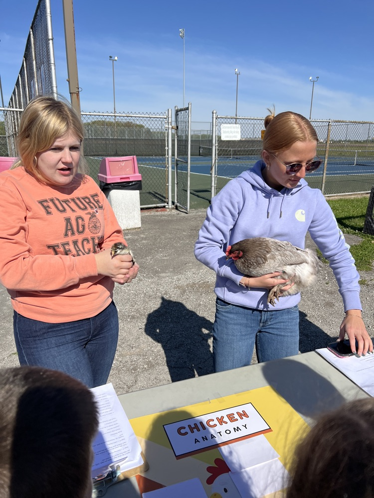 chickens