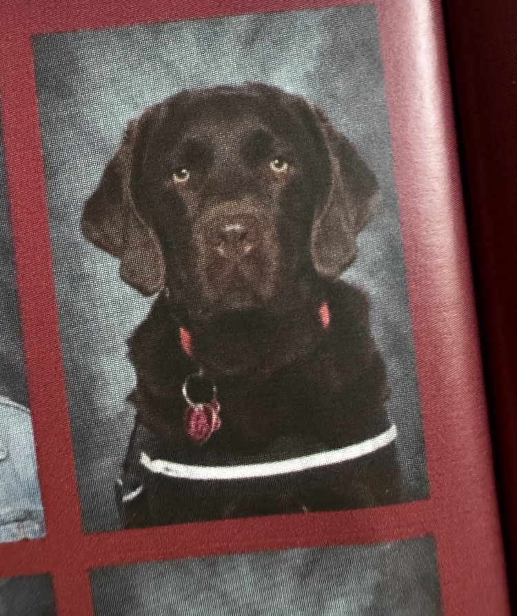 dog