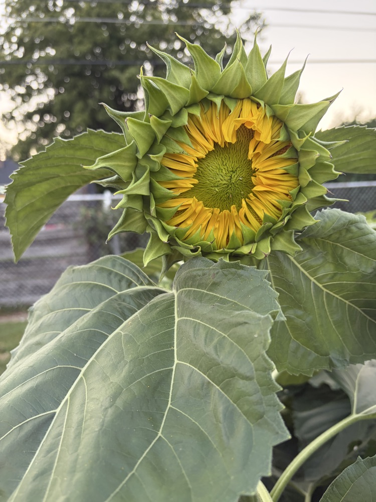 sunflower