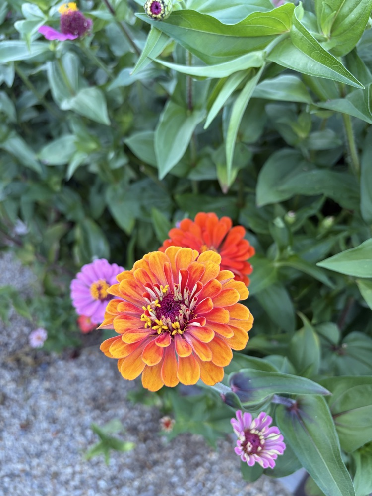 Zinnia