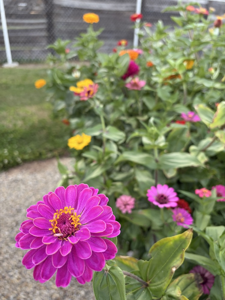 Zinnia