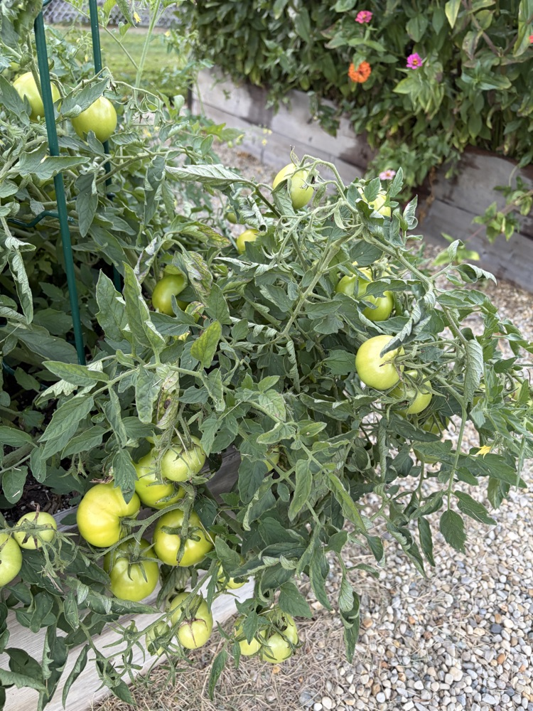 tomatoes