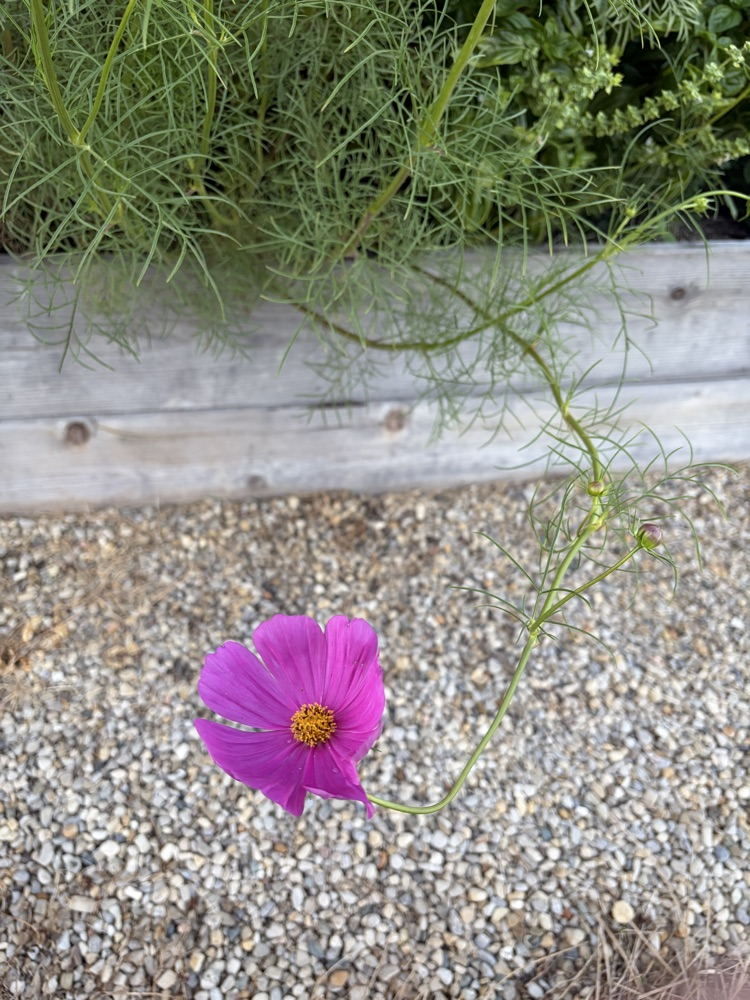 cosmos