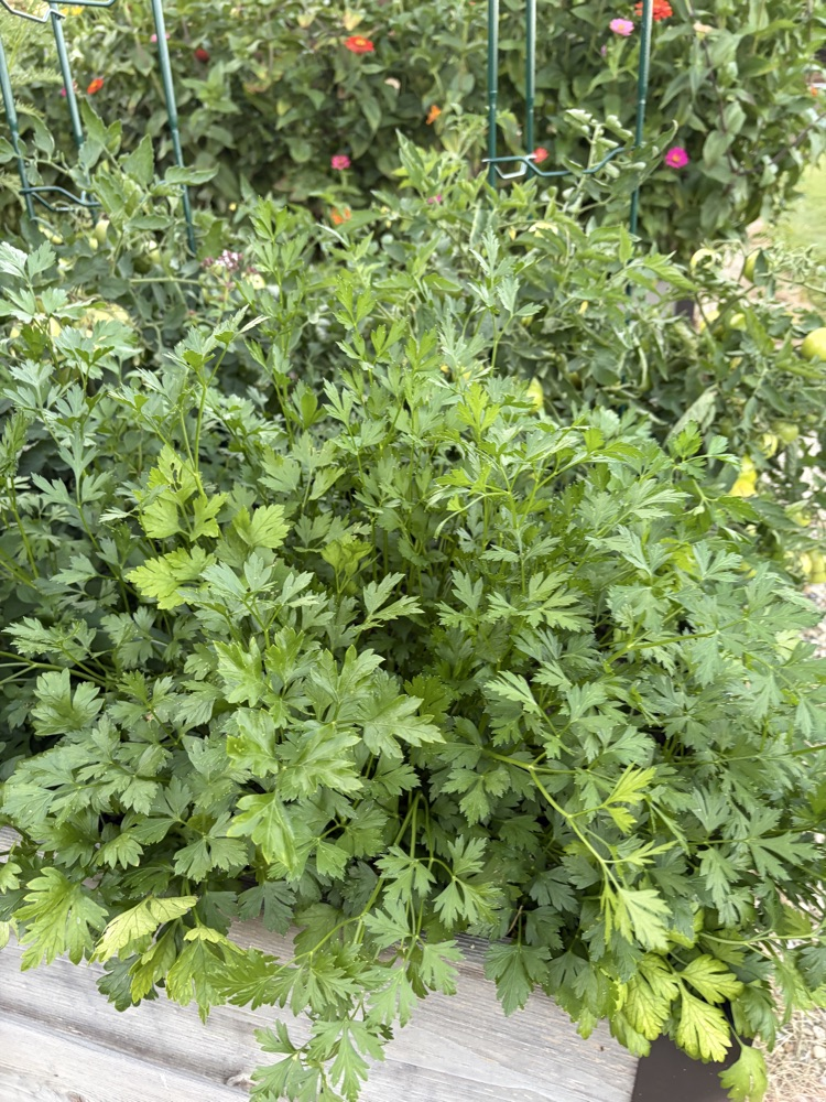 parsley