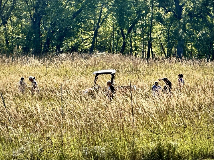 Konza prairie
