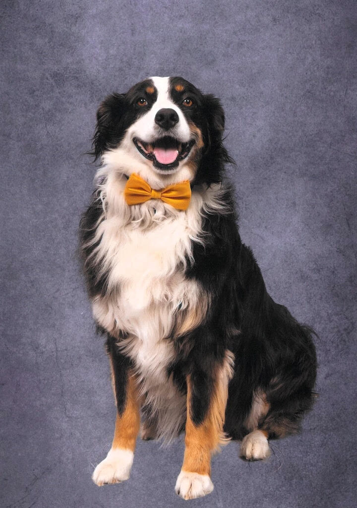 Jag - Registered Therapy Dog