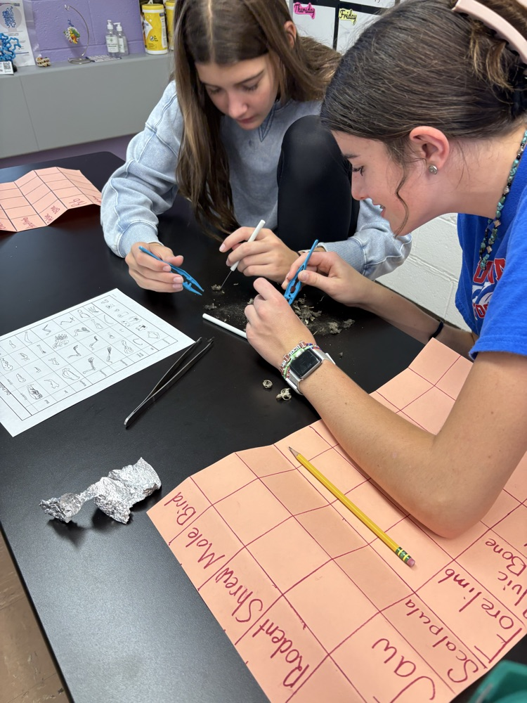 dissection 4