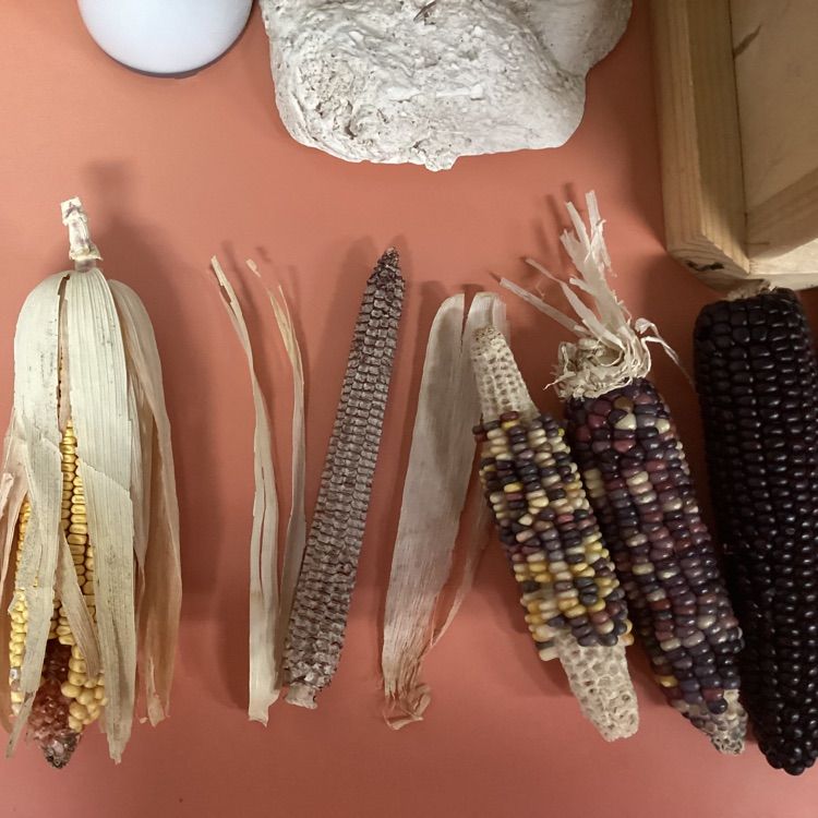 ks corn