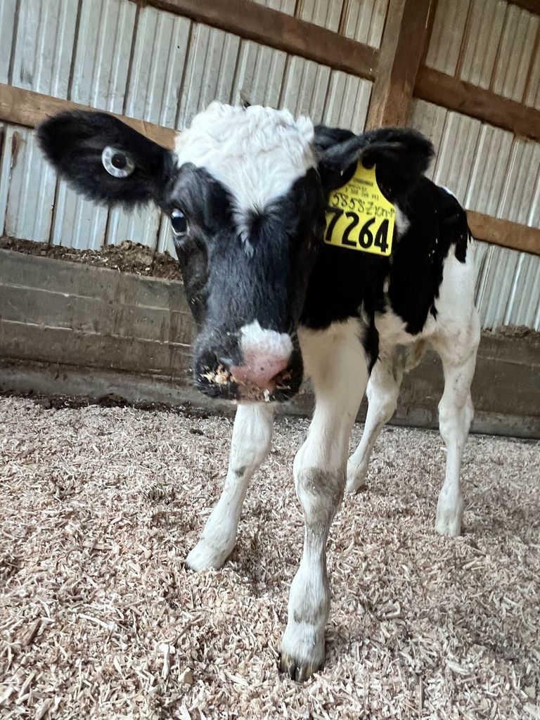 Class Calf