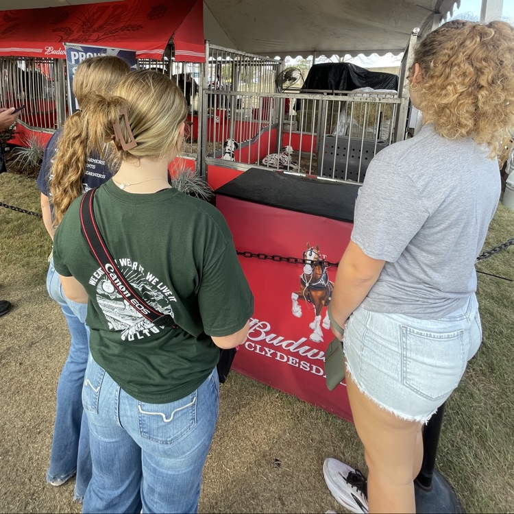 lookin at dogs