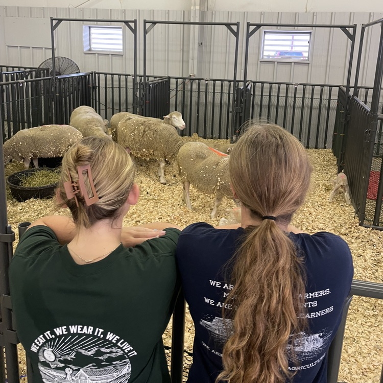 lookin at sheep