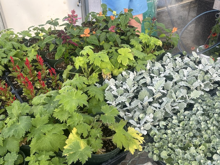 greenhouse sale 