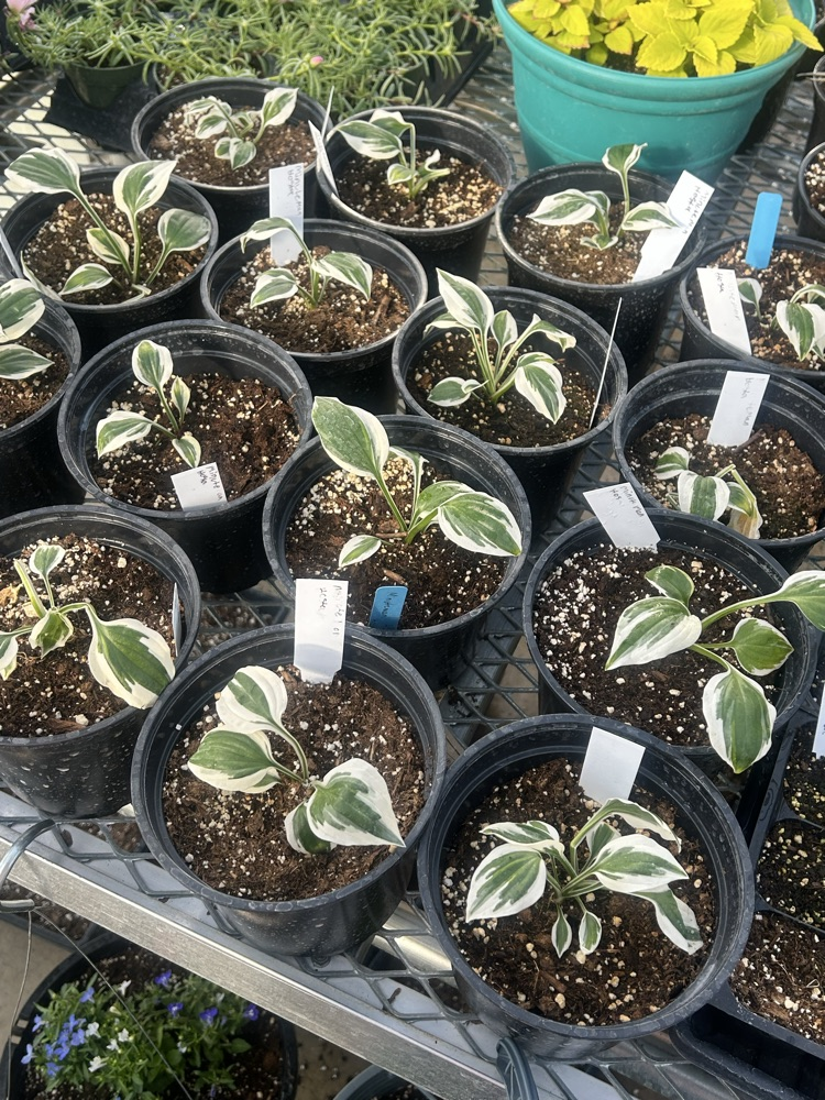 greenhouse sale 