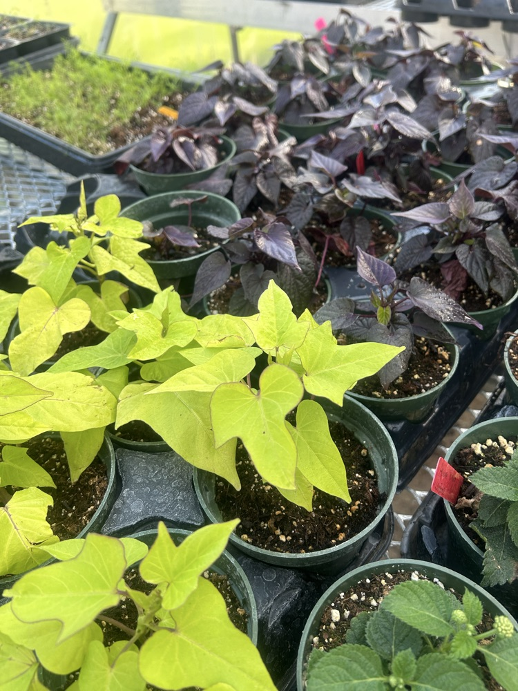 greenhouse sale 