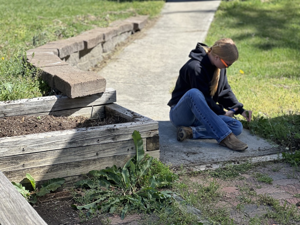 A person crouches near a raised garden bed, using a tool to work on the soil.