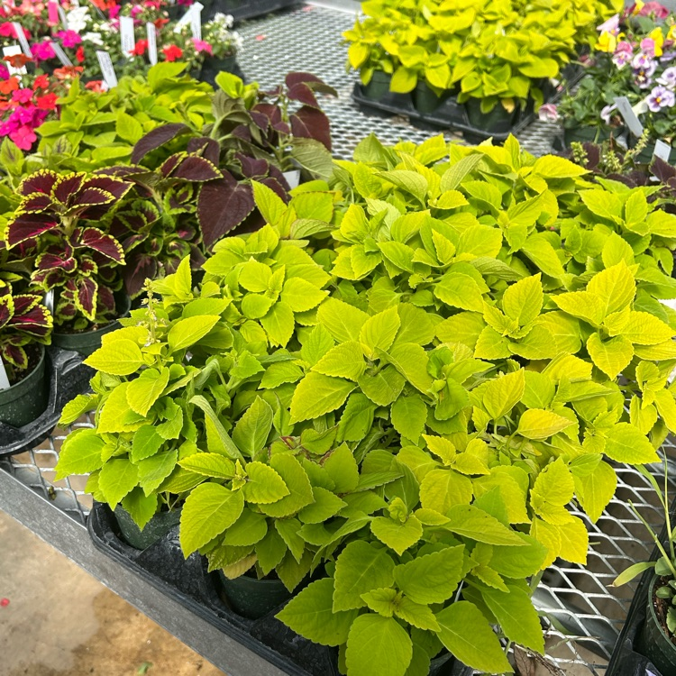 greenhouse sale 