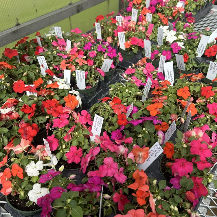 greenhouse sale 