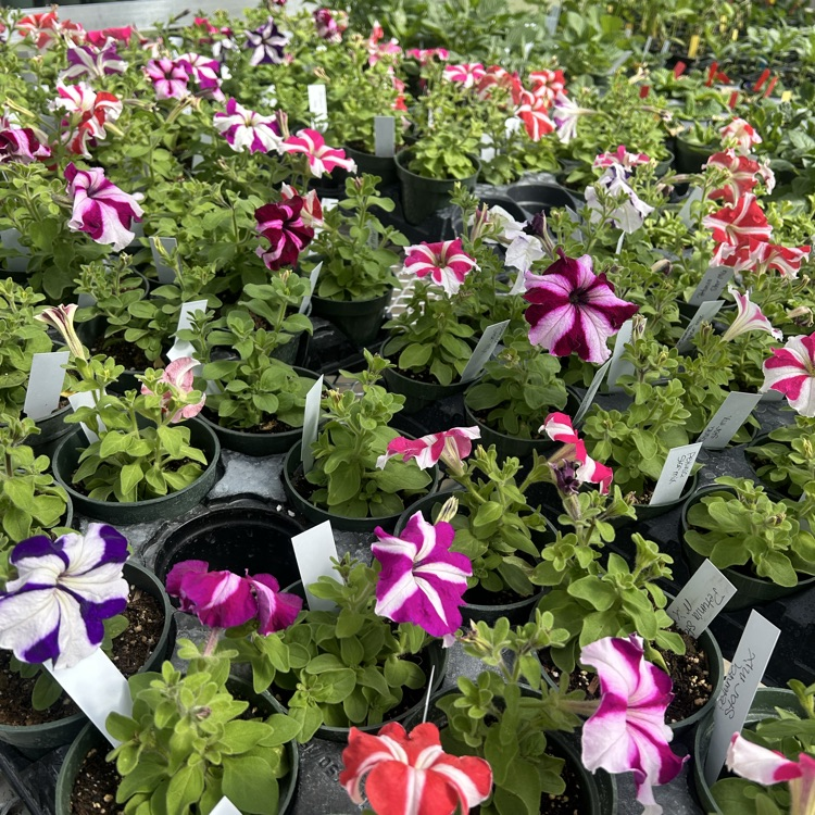 greenhouse sale 