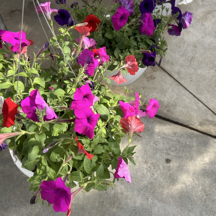 greenhouse sale 