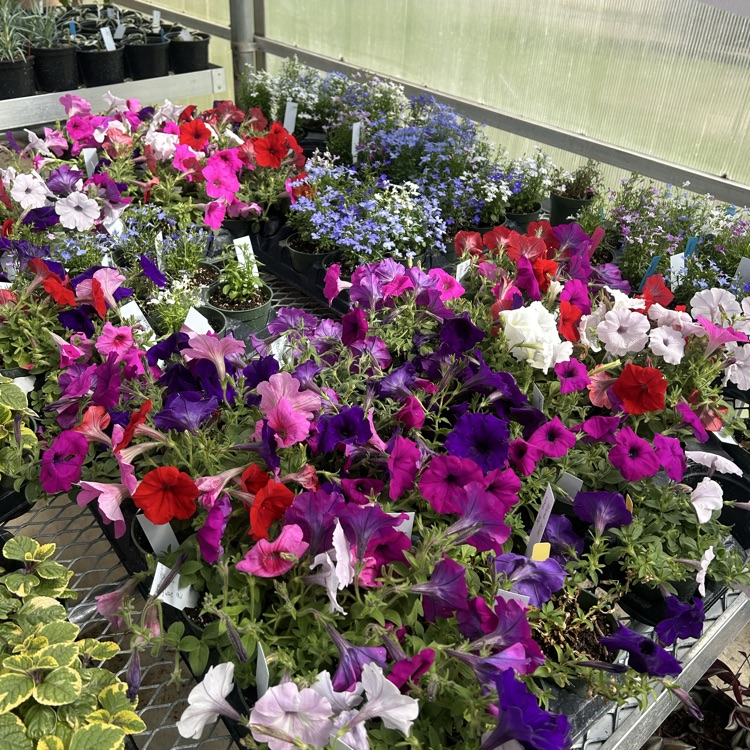 greenhouse sale 