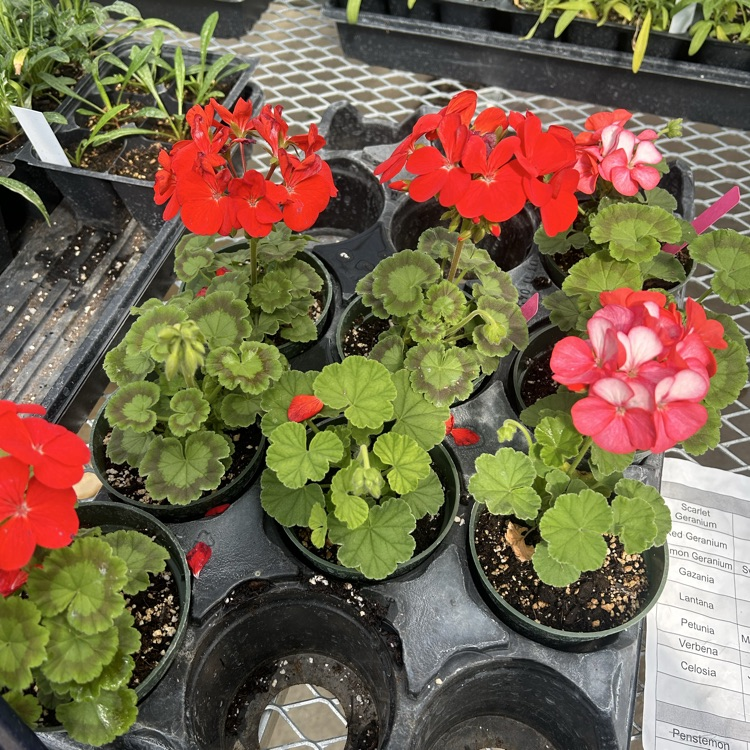 greenhouse sale 