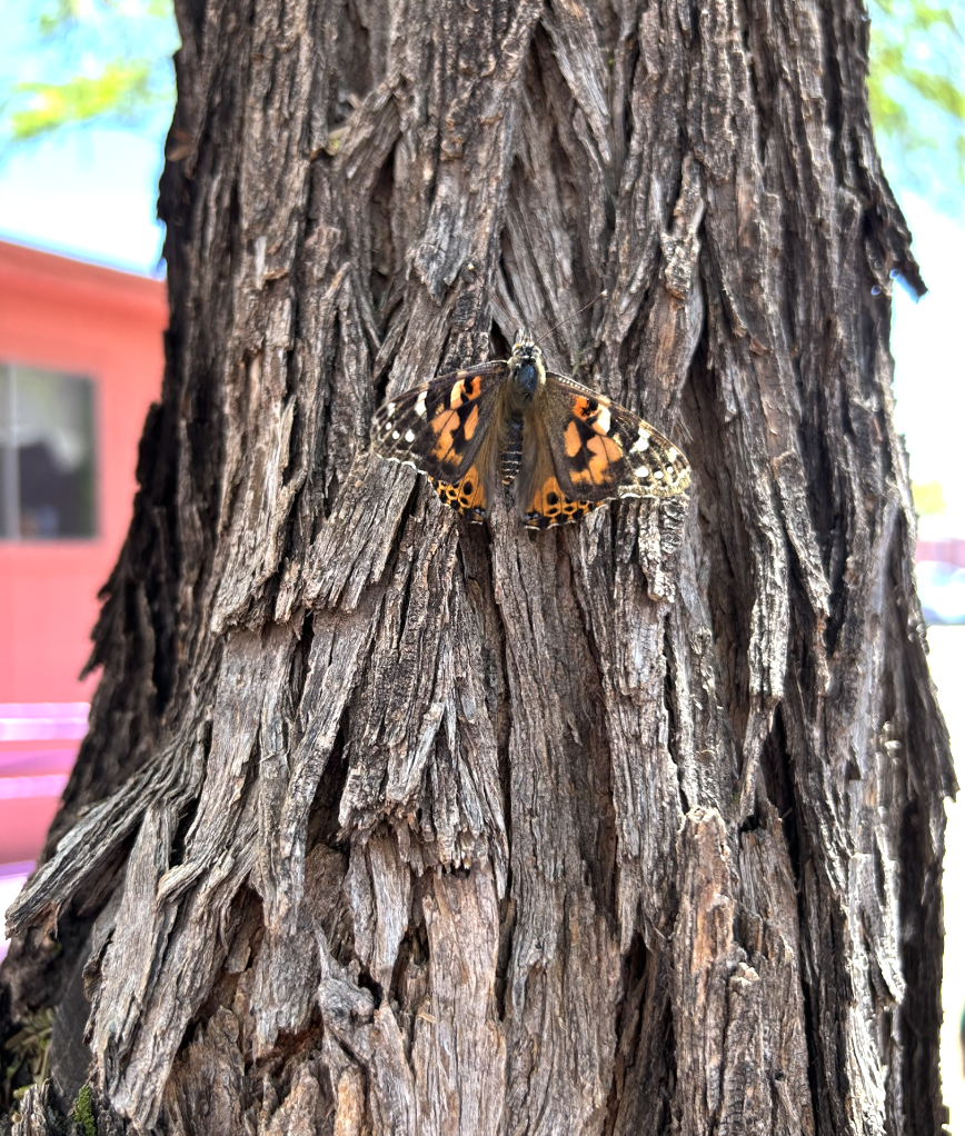 Butterflies