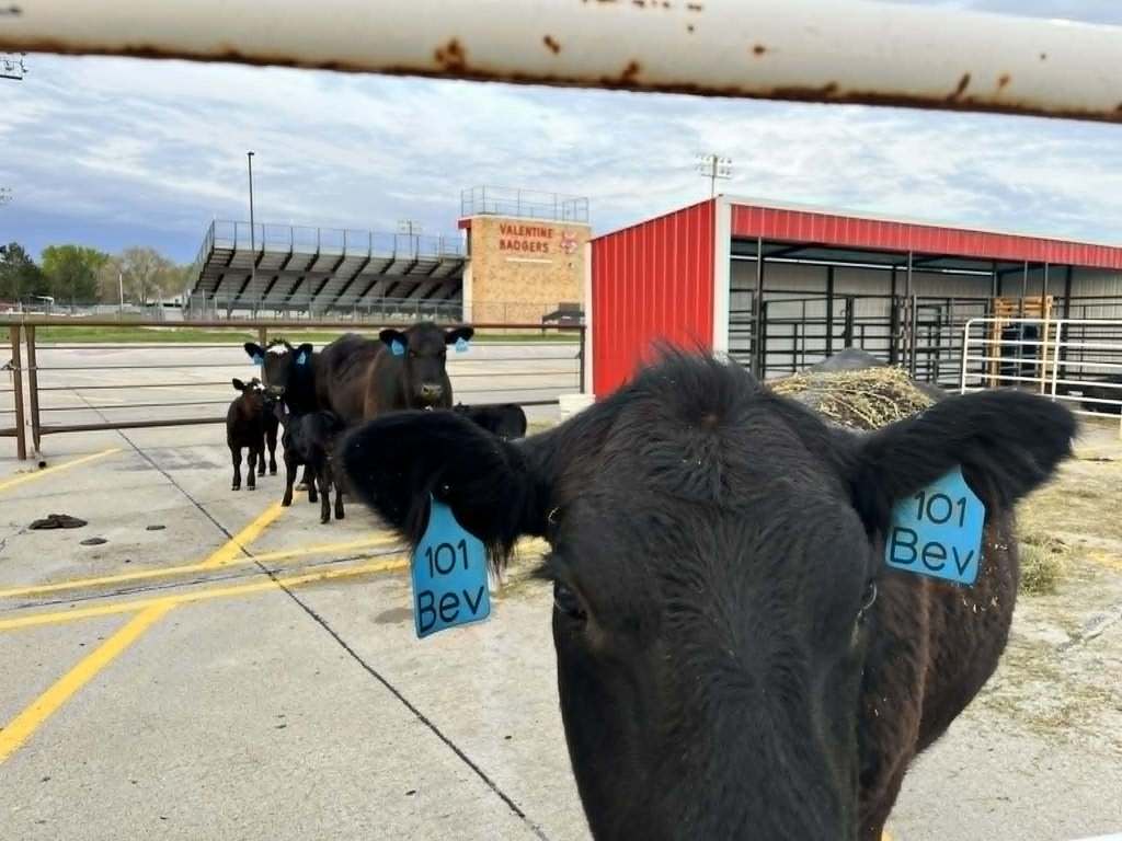 Cows