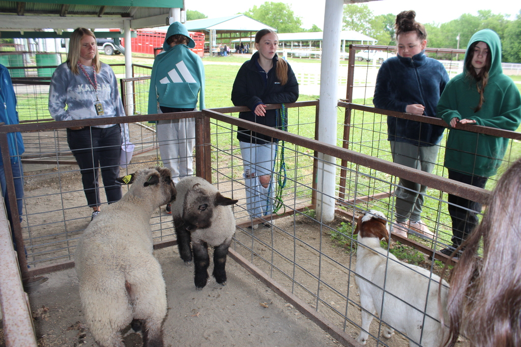 Goats & Lambs