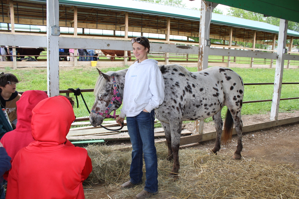 Horse Class