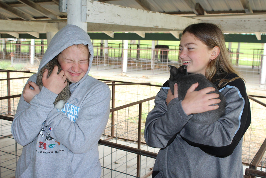 Rabbits