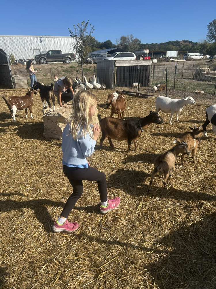 petting zoo