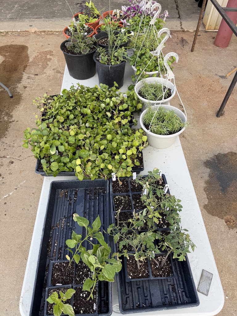 plant 2