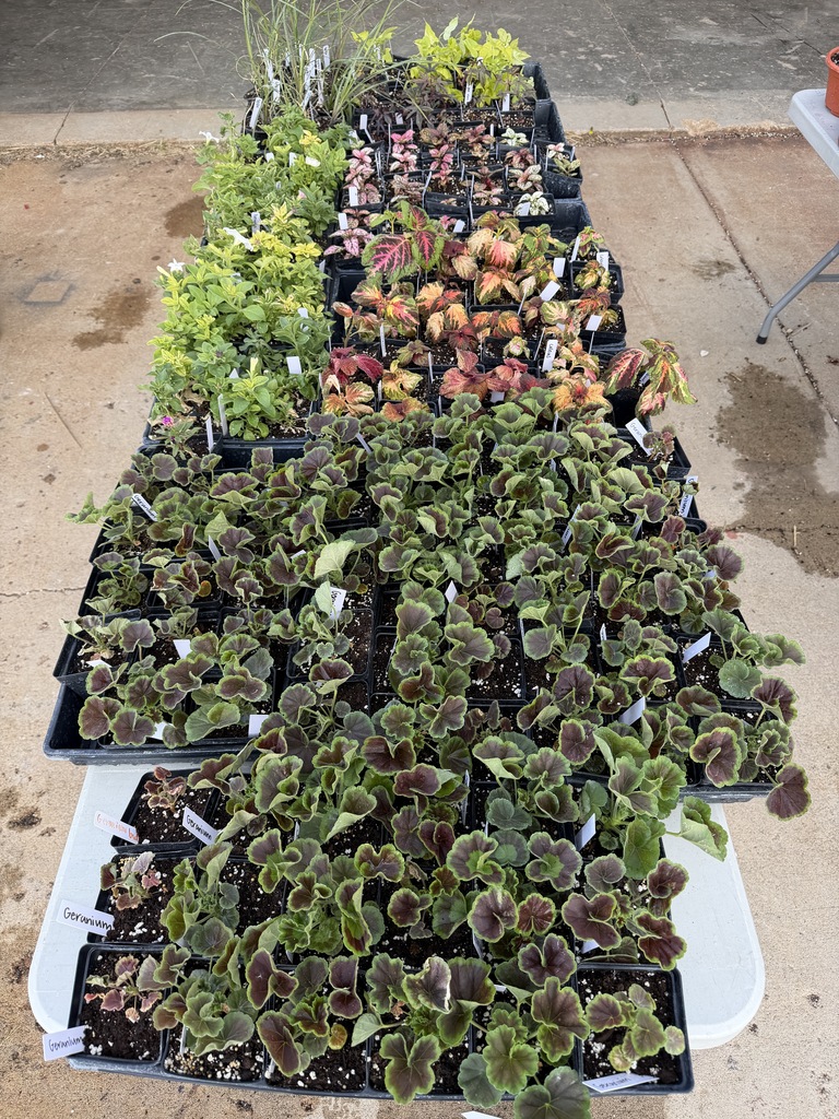 plant 3