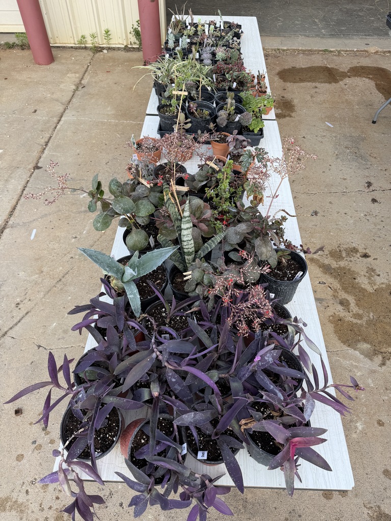 plant 1