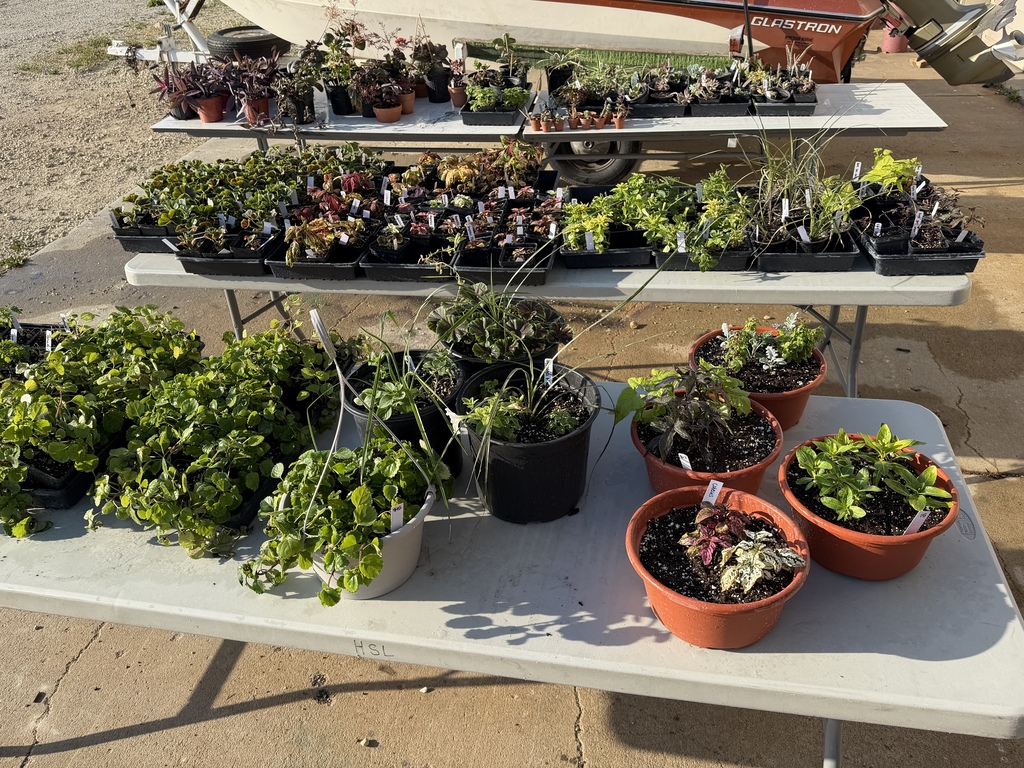 plants