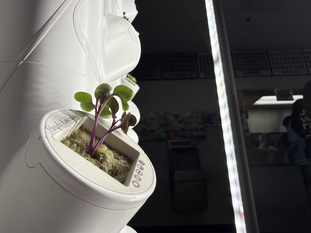 Hydroponic Garden