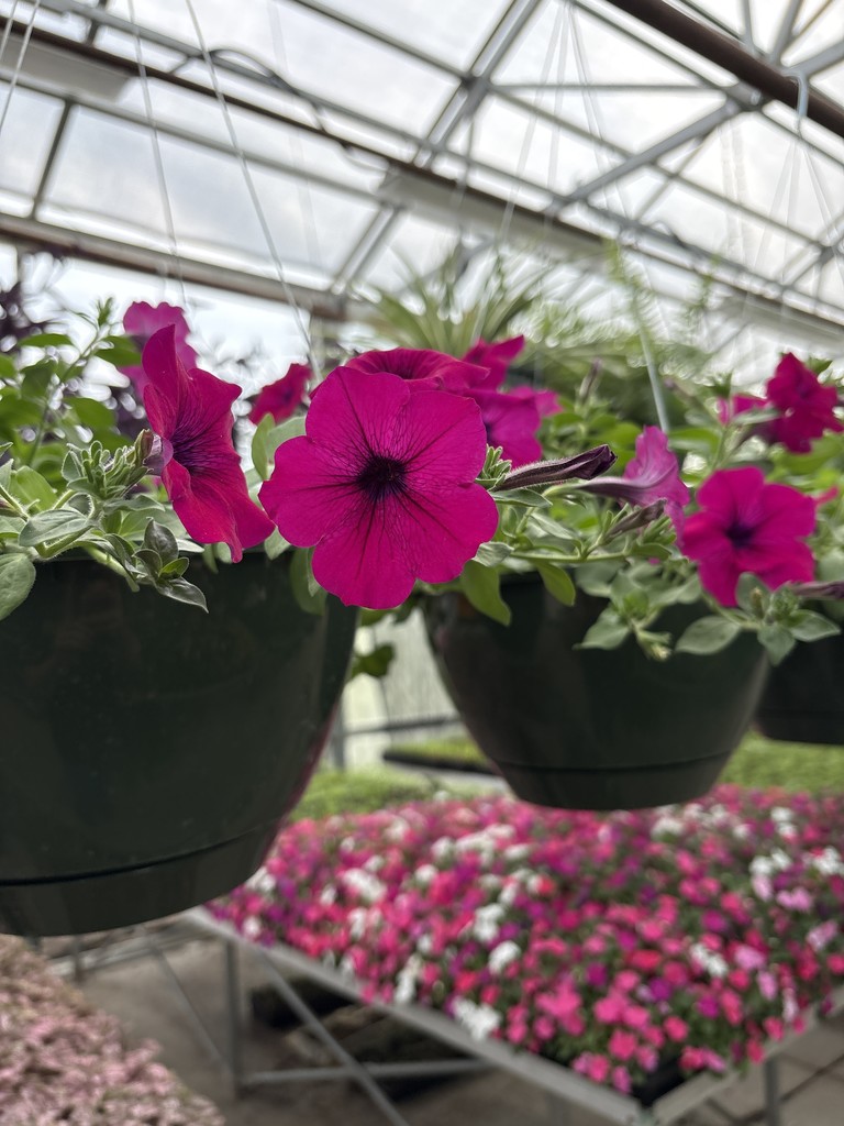 Greenhouse Flowers 2025-2026