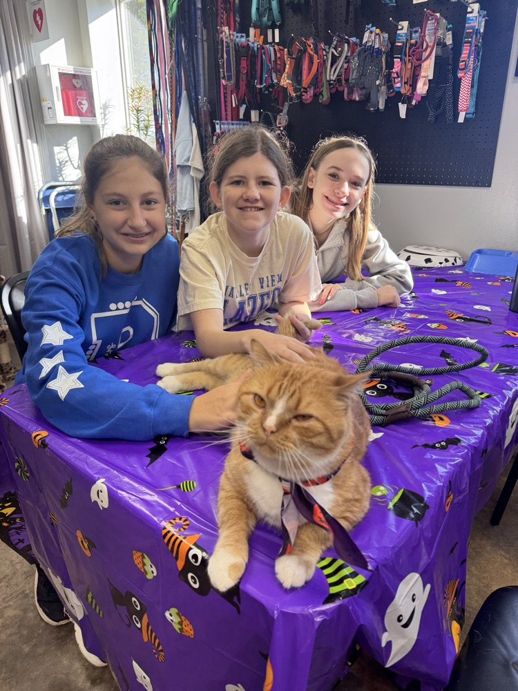 shelter cat