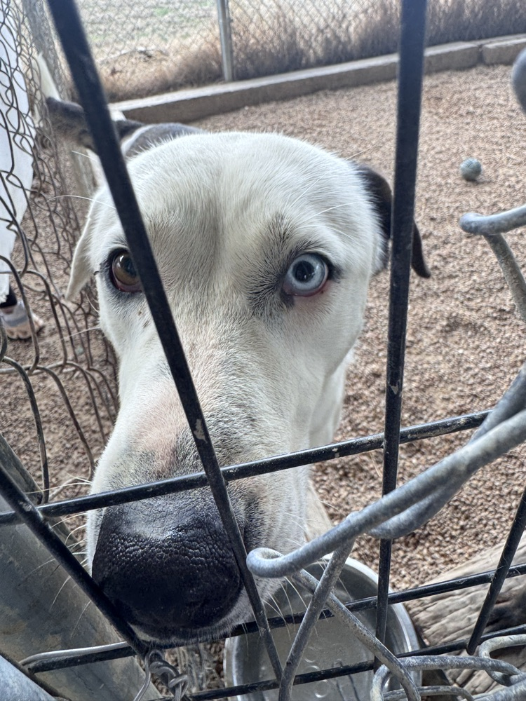 dog with nose through fence